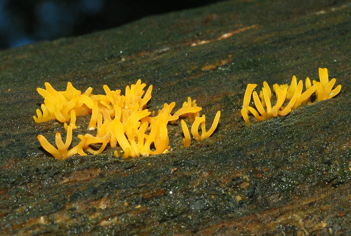 clavulina....?
